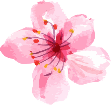 Watercolor illustration of a pink cherry blossom flower with five delicate petals, featuring prominent red stamens with yellow tips radiating from a deep pink center