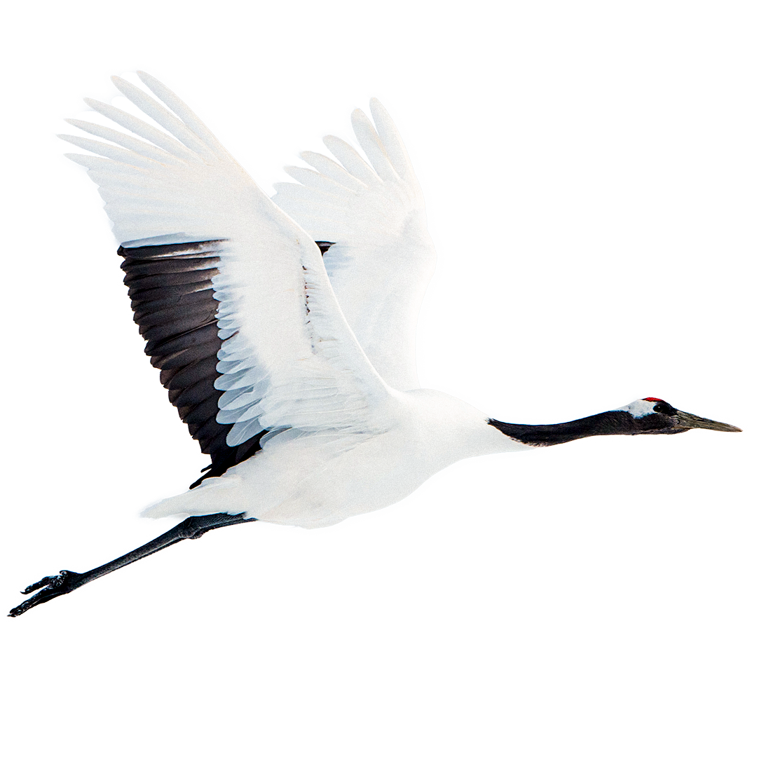 A Hokkaido Crane