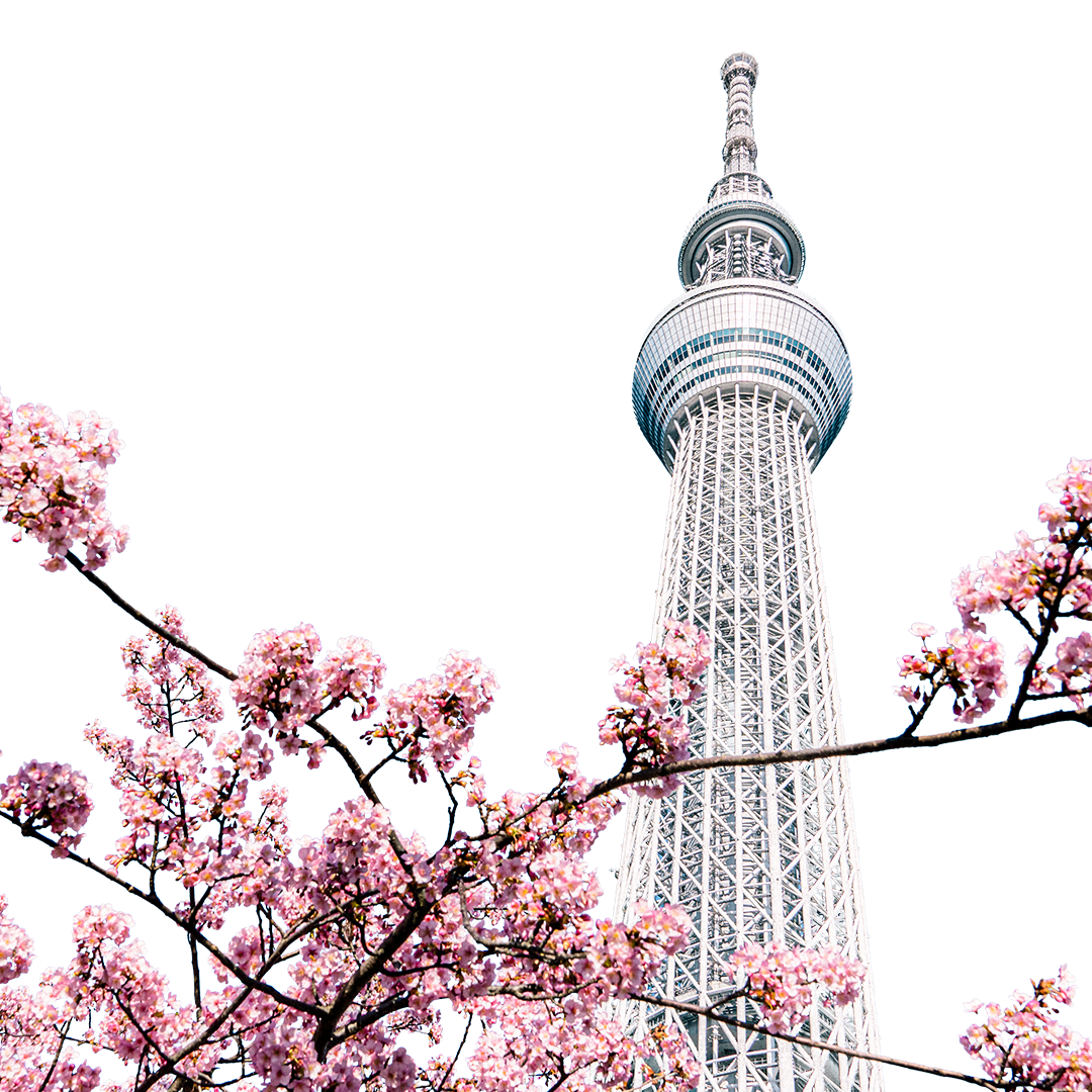 Tokyo Sky Tree with cherry blossoms.