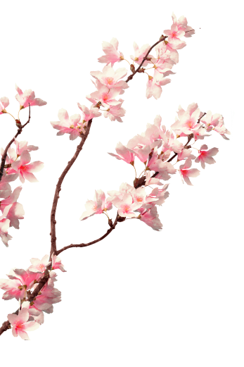 sakura branch